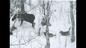 Жесть волки на пали на лося, скрытая камера записала нападение..