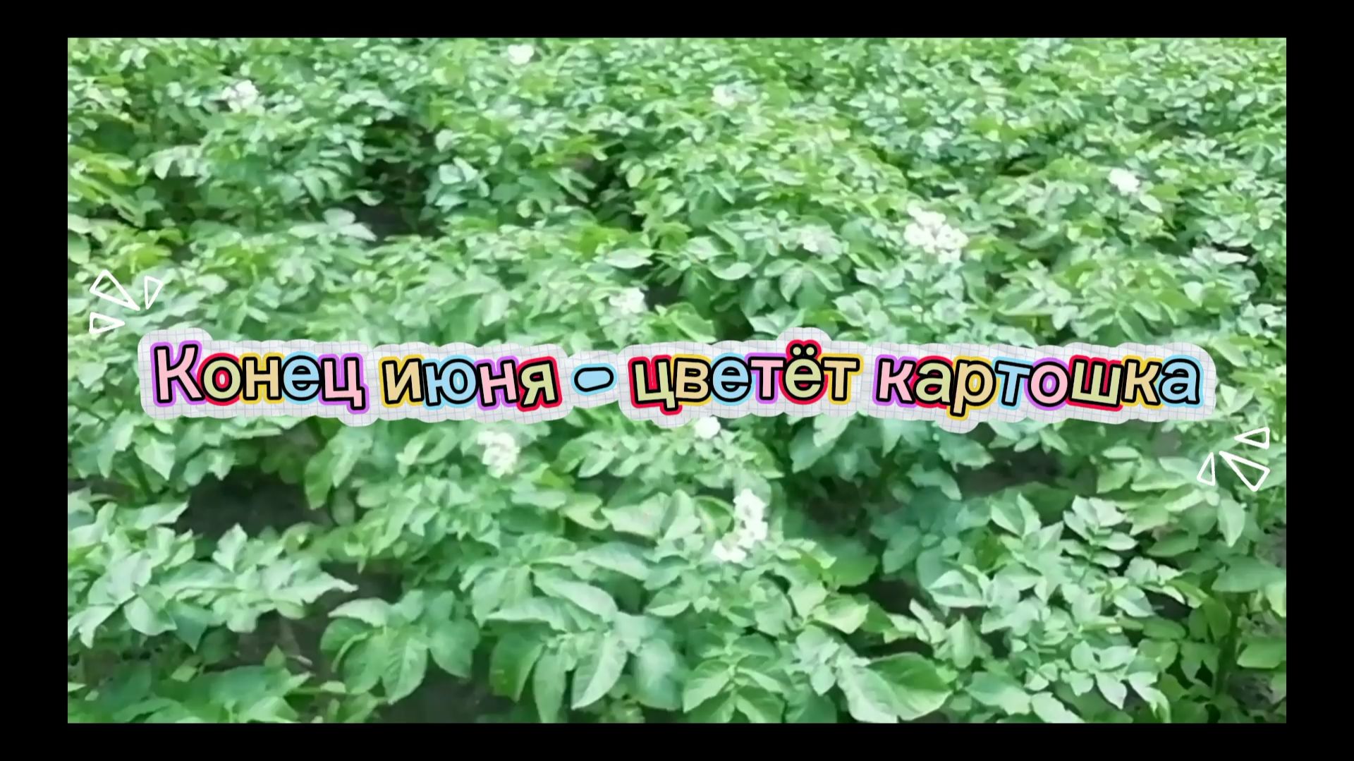 Картошка цветёт - в конце июня