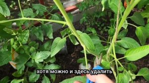Как резать помидоры в июле. 
Все вопросы про томаты