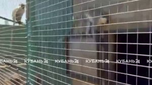 Появились подробности смертельного нападения макаки на пенсионерку в Адыгее