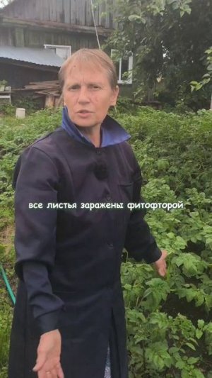 Фитофтора в июле на Урале