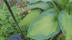 Обычная садовая работа - обустраиваю цветник 🌿