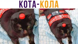 Кота-Кола)) Приколы с котами