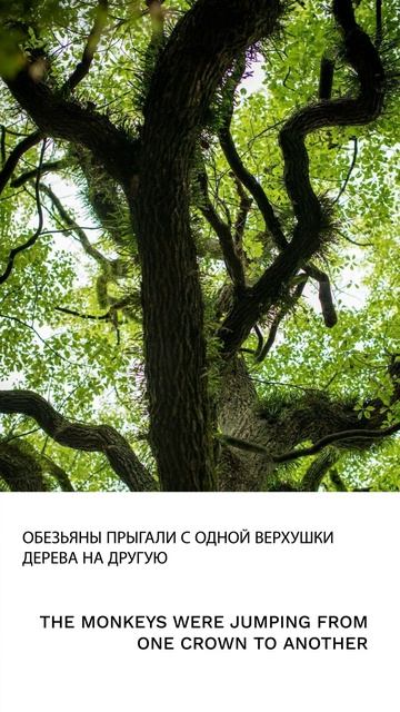 Верхушка дерева смотреть онлайн