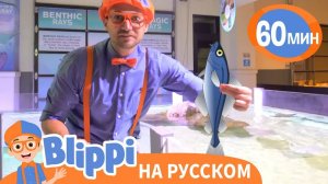 Обитатели Океанариума _ Изучай этот мир вместе с Блиппи _ Blippi Russian