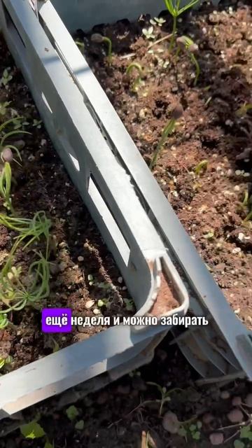 Сосна кедровая Арманда