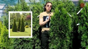 Какую тую выбрать - Брабант или Смарагд?