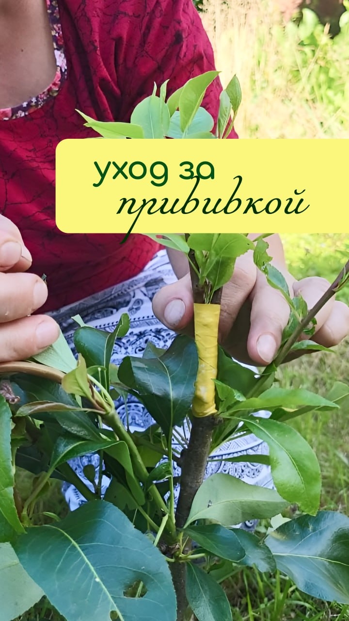 УХОД за ПРИВИВКОЙ