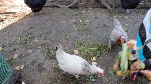 Курочки завтракают