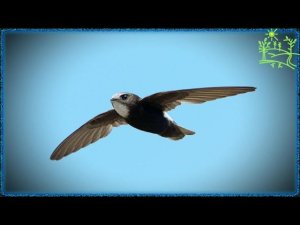 Голоса птиц Как поёт Стриж малый (Apus affinis)