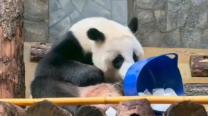 🐼 Панда Катюша охлаждается тазиком со льдом.В нём также спрятана морковка для перекуса

Не завидуем
