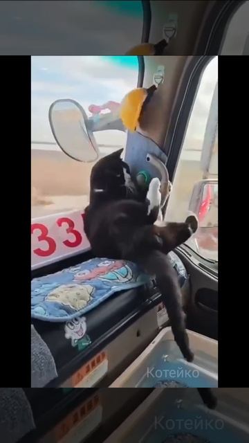 По полям, по полям.. мы везём кото-то к вам..😹