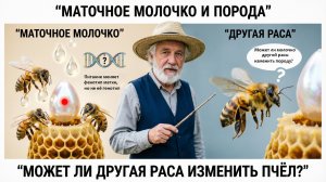 Передача признаков через маточное молочко: может ли другая раса изменить пчёл? | Кашковский 🐝🥛