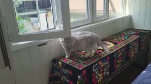 Влог: уход, что в холодильнике, кошка...