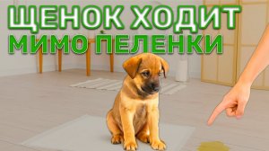 Щенок ходит в туалет МИМО пеленки. Почему и как это исправить?