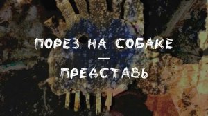Порез на собаке — Представь (Караоке)