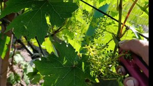 🫴 3 июля план на сегодня + обработка винограда после цветения 🍇