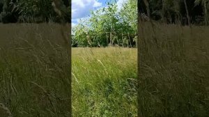 СЕНОКОС 2026!НАЧАЛО.Как это было 🌞🌾🌨️🌾🌨️🌿🌞