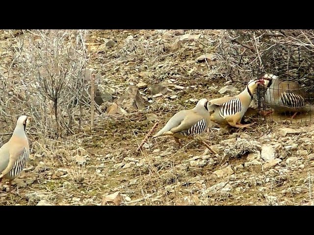 Шикори Кабк Keklik Avi Tuzakla Охота на куропатка Partridge Hunting Kabk Shikar شکار کبک Chukar Avi
