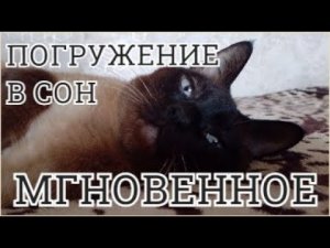 Усыпляющая музыка для кошек с мурчанием !!! Колыбельная для кошек котов и котят с мурчанием !!!