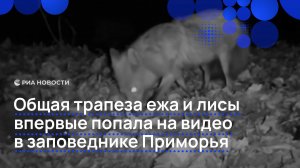 Общая трапеза ежа и лисы впервые попала на видео в заповеднике Приморья
