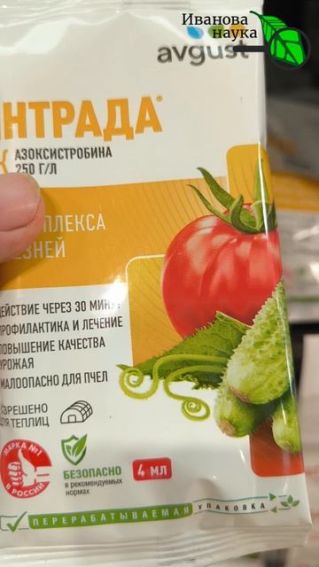 🚫 Никто не верит, а это работает! 😱 Огород без фитофторы из года в год 🍅