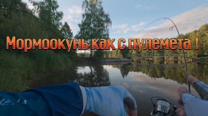 Мормоокунь как с пулемёта!