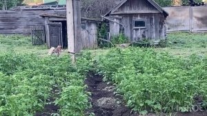 Как мои питомцы забавно реагируют на скошенную траву