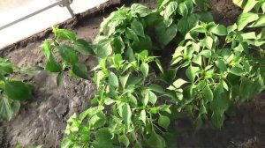 Зацвели безрассадные перцы, 3 июля.
