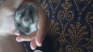 у Маши новый хомяк 🐹🐹унеё вчера было др 😊