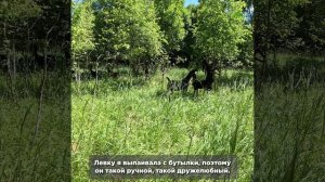 Козиий гарем: Лева против Майкла. Кому достанется 16 невест, в новой серии «Пушистых историй»