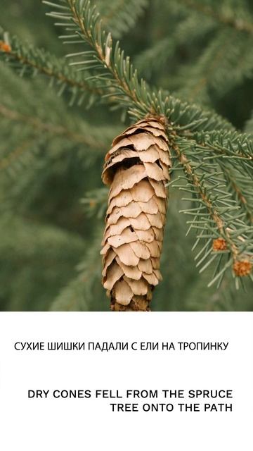 Шишка смотреть онлайн