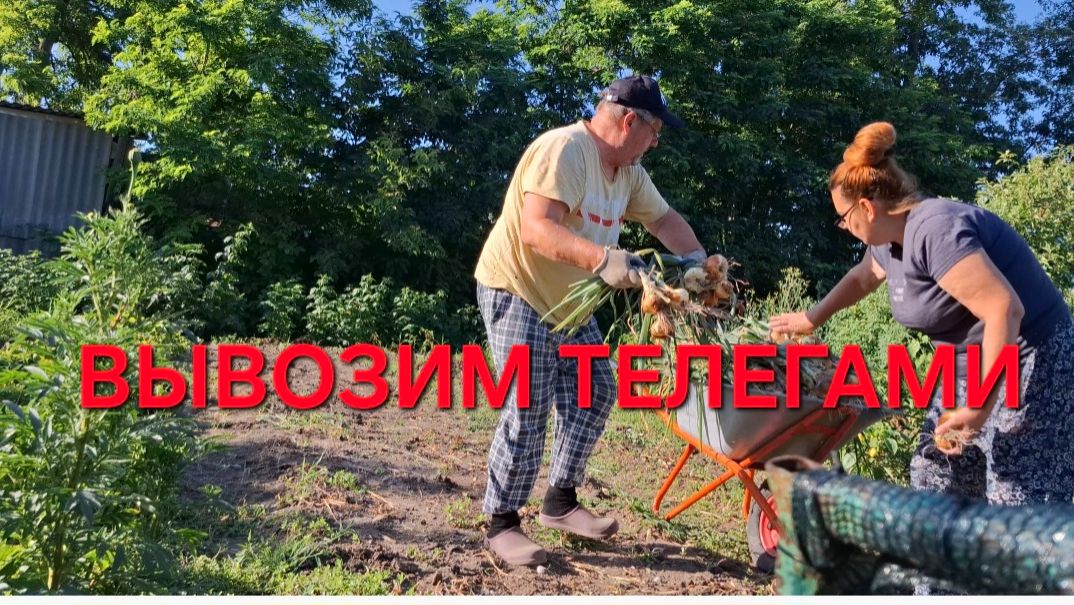 1335 Теперь урожай Телегами вывозим. Огород нужно весь убирать. Городские. Живём в станице.