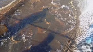 Зарыбление Нижнего пруда осетром. 200кг пополнили водоём. Клёвое место лосиный остров
