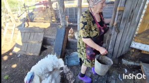 С МАМОЙ НА ХОЗЯЙСТВЕ,ЖИЗНЬ НА АЛТАЕ,ДЕРЕВЕНСКАЯ Я