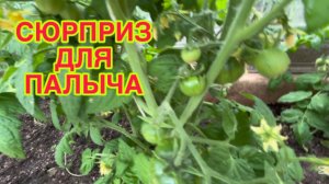 2/7 26 ПАЛЫЧ ЖИВЁТ В БАННОЙ ВЕРАНДЕ. ЧЕМ КОРМЛЮ СВОИ РАСТЕНИЯ. ПОПЁРЛИ ЧЕРРИКИ.