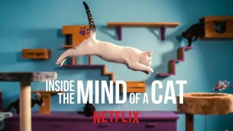 Внутри разума кошки (2022) / Inside the Mind of a Cat смотреть онлайн