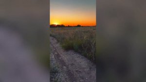 Блёстки Заката В Поле Топ