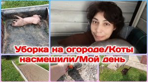 Уборка на огороде и домашние дела/Без дела не сижу,коты со мной  Часть 1