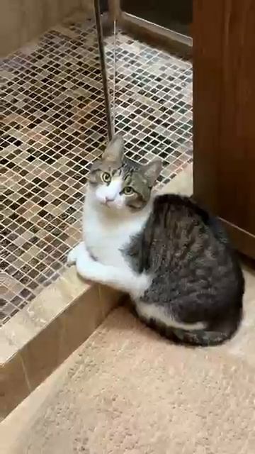Ну посмотрите на взгляд этого булочкина! Как думаете с укором смотрит?🤣