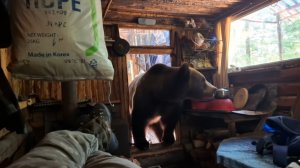 ЛЕТНИЕ ЗАБОТЫ: МЕДВЕДЬ В ЗИМОВЬЕ, СОЛОНЦЫ, КАМЕРЫ, РЫБАЛКА...