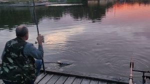 поимка сома