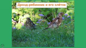 Дрозд-рябинник. Родитель кормит своего слётка. СПБ, Троицкий сквер