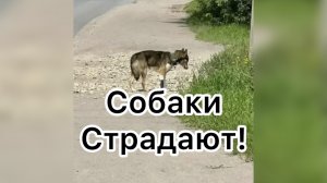Всё в кучу. Страдают собаки!