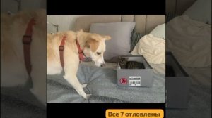 « 🧍♂️🧍♀️Пойдем со мной!»-мечтают услышать  БЕЗДОМНЫЕ ЖИВОТНЫЕ от человека. Отловлены 7 малышей