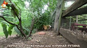 Куриная рутина – что делают куры на выгуле 😂 эпизод (179)
