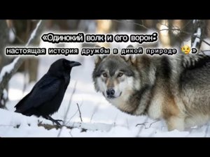 Одинокий волк и ворон: настоящая дружба в дикой тайге 😢