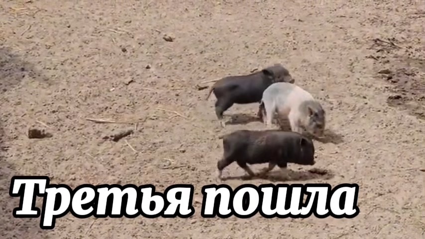 ТРЕТЬЯ ПОШЛА! СЧИТАЕМ ПОРОСЯТ И СОБИРАЕМ УРОЖАЙ.