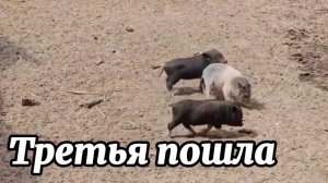 ТРЕТЬЯ ПОШЛА! СЧИТАЕМ ПОРОСЯТ И СОБИРАЕМ УРОЖАЙ.