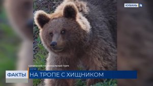 Медведи стали все чаще выходить к людям в Сочи